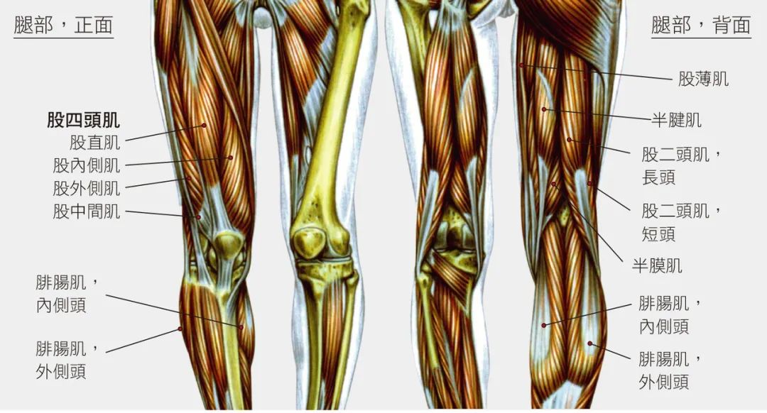 肌腱撕裂,股四头肌拉伤的预防和功能训练治疗_严重_肌肉_包括