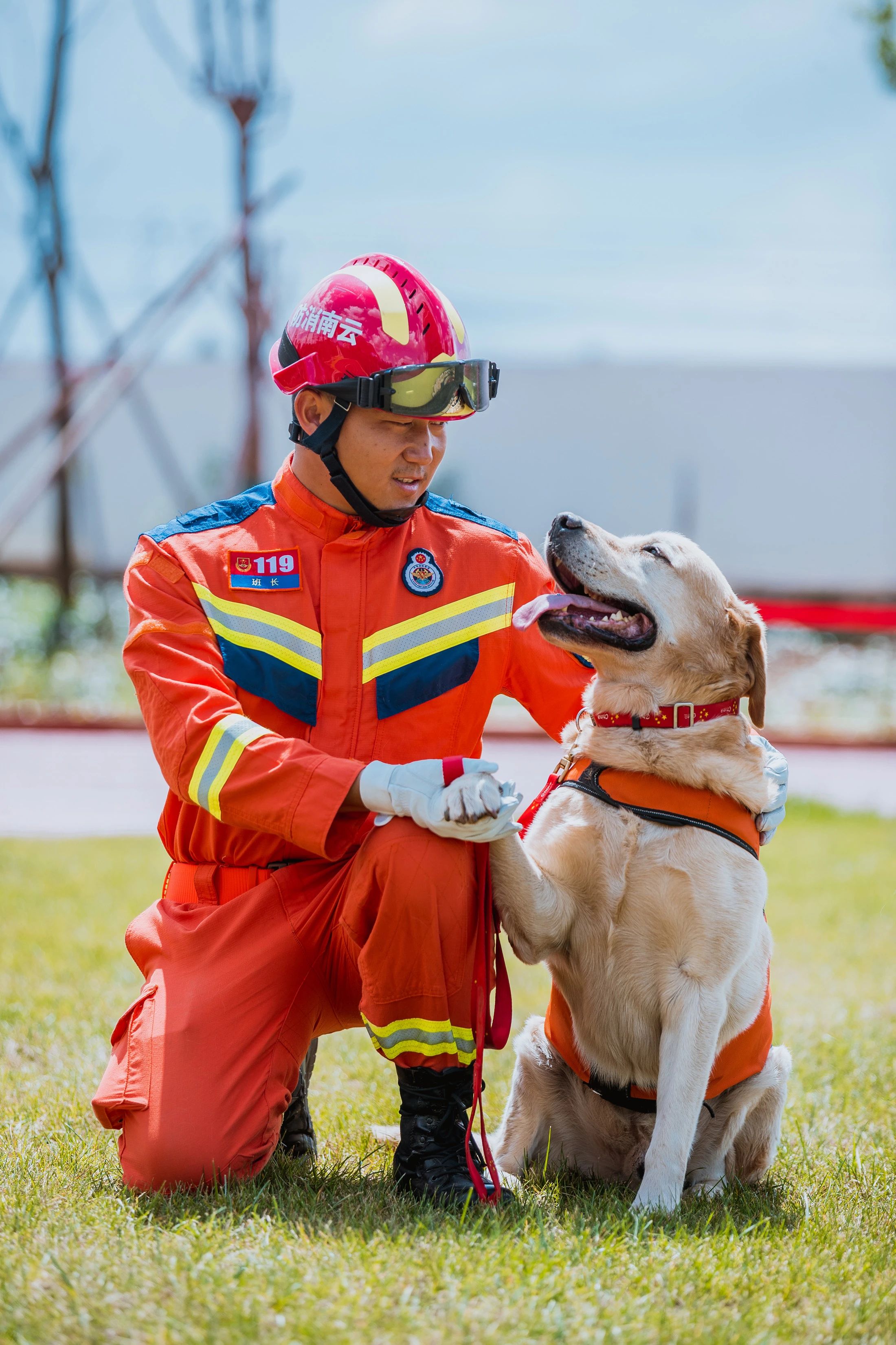 拉布拉多警犬用途图片