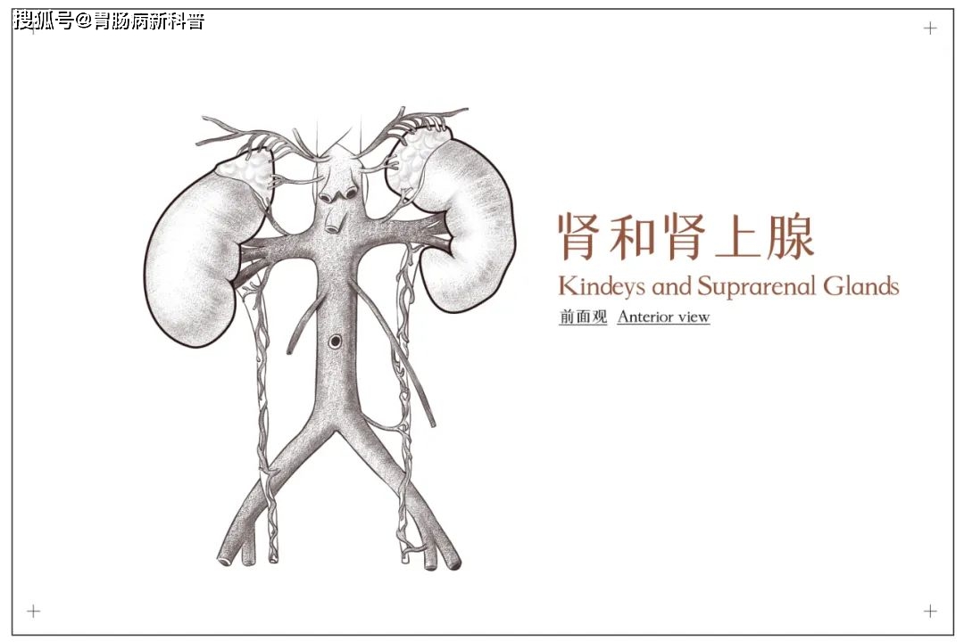 六味地黃丸,毀了世上多少好男兒——腎陽虛還是腎陰虛?你搞清楚了嗎?