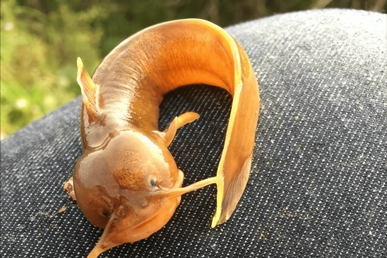 痛彻心扉的"水蜂子":为何有人愿花高价购买这种陌生生物?