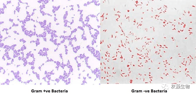 革蘭氏陰/陽菌特徵特性,革蘭氏染色的基本原理,試劑材料和步驟實例