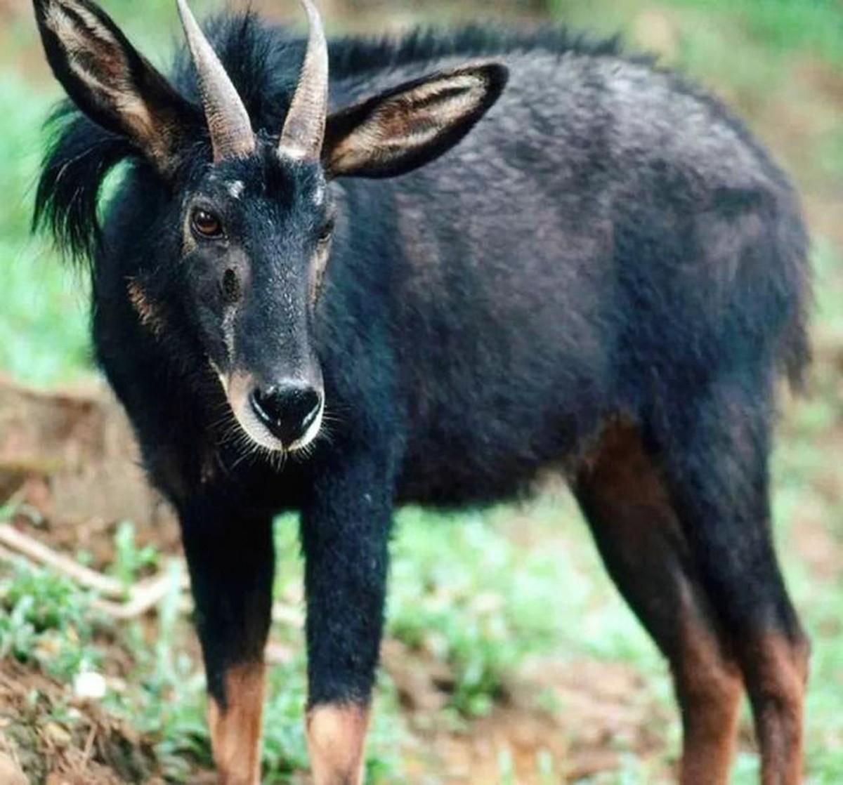 鬣羚_中华_食物