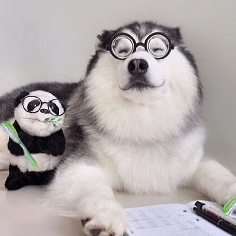 maru虽然是一只哈士奇,却不像同类一样无下限犯蠢,偶像包袱还是很重的