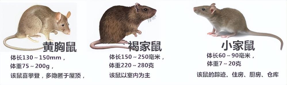 北方老鼠一捏就死，南方老鼠和猫干仗！为何北方人就比南方人高？(图4)