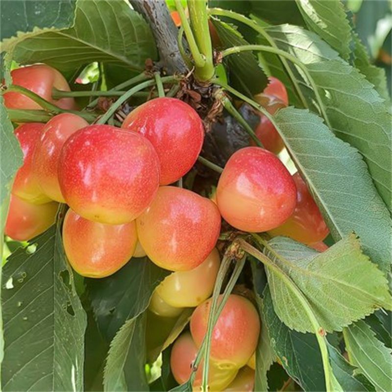 红南阳樱桃树苗品种:果实饱满,色泽艳丽,甜度高