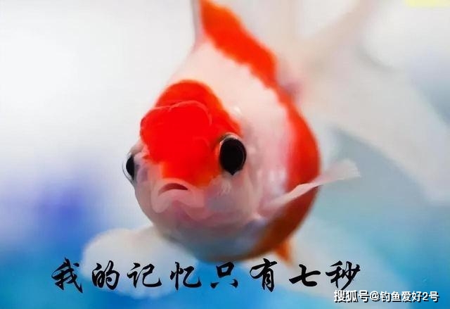 不要被人帶偏了,這和我們釣魚息息相關_習性_時間_釣友