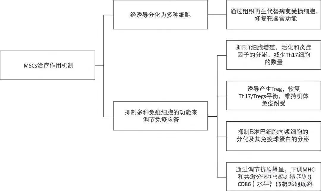 間充質幹細胞(mscs)可以在自身免疫性疾病的發病機制環節發揮作用