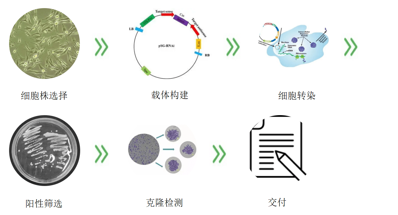 服務步驟百歐泰建立了一套成熟穩定的細胞體系構建系統,可針對多種不