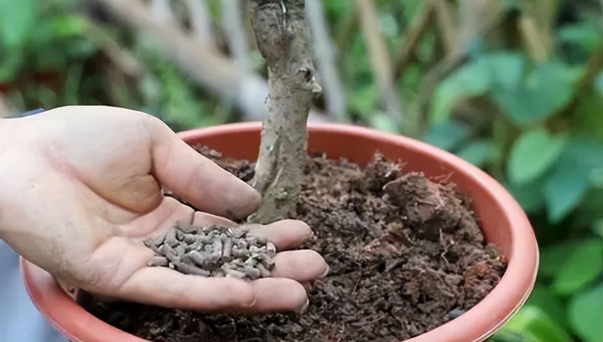 學會正確養殖沙漠玫瑰,做個專業種植者_土壤_植株_修剪