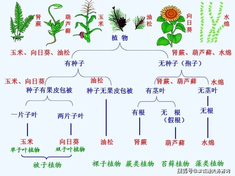 一文读懂如何识别松属木质包装