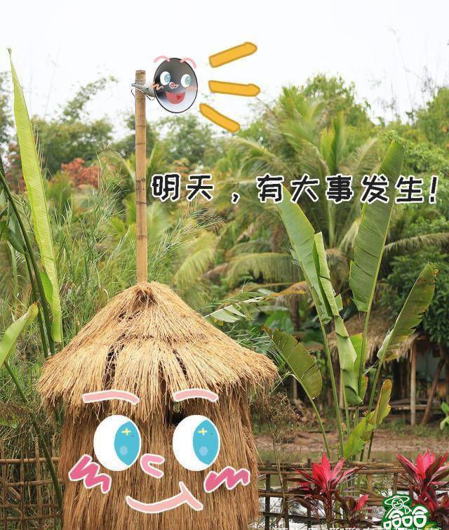 1,王源杨超越金瀚秒变村娃太接地气了_公鸡_嘉宾_董力