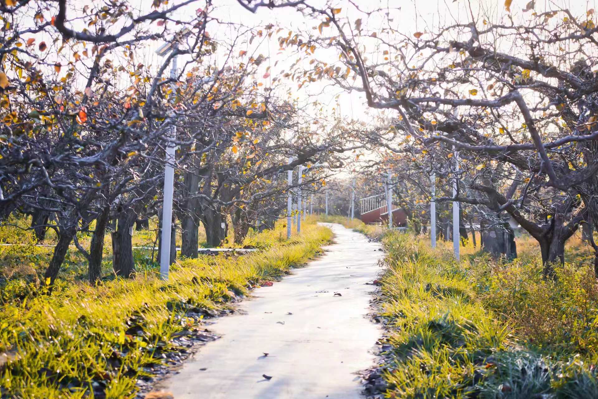 滨州市阳信县:秋染万亩梨园好风光_街道_时节_秋色