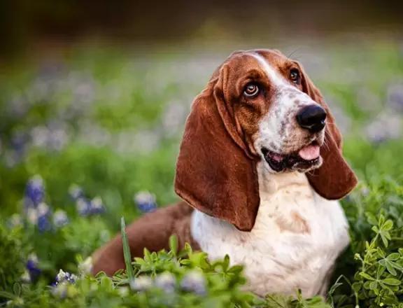 動物世界犬種-巴吉度獵犬_進口_英國_美國