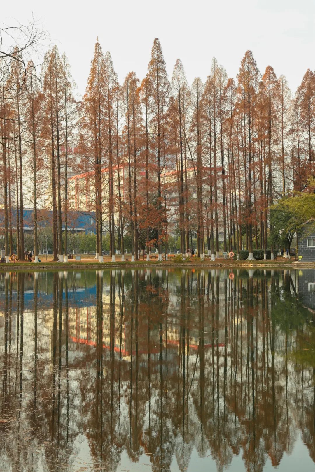 武汉重镇青山2023年压轴美景,刚刚"杉杉"来迟!_水杉_公园_武东