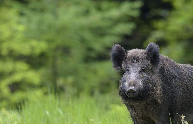 在山上碰到野豬以後,如何應對,才能夠保全自己_攻擊_動物_老虎