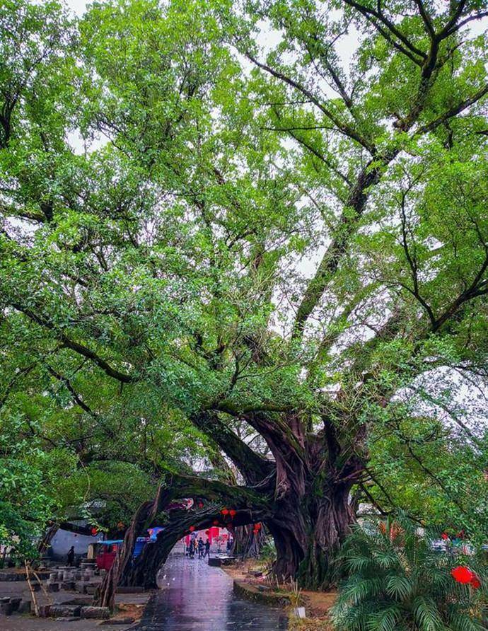 出游广西桂林平乐县,这几个不错的旅游景点你去过吗?_古榕_文化_千年