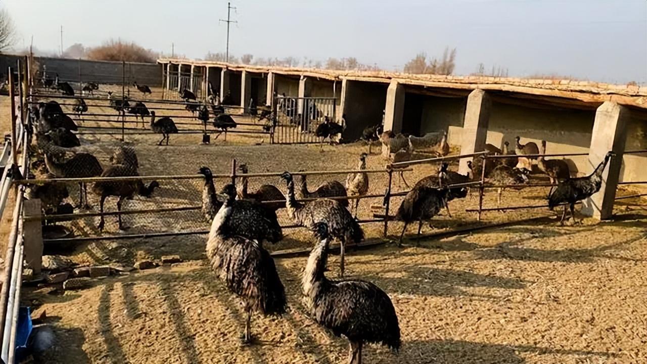 产肉产皮产毛能拉车的鸵鸟，三年盈利200万，为啥养它的人却很少(图12)