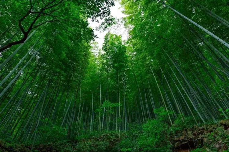 双溪竹海位于浙江省杭州西北30多公里处的余杭区双溪镇_竹林_景区