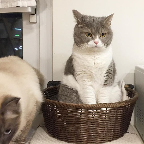 猫咪_网友_角度