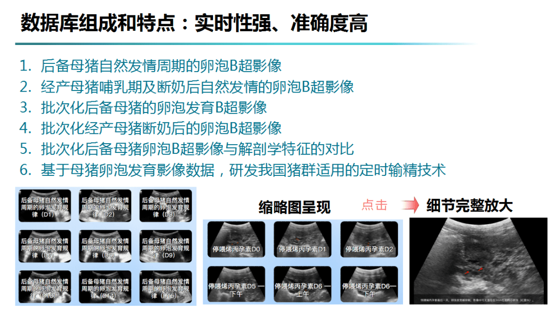 母猪100天b超图片图片