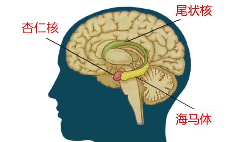 大脑海马体位置图片图片