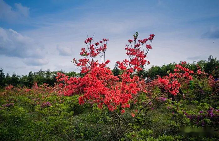 秀山川河盖上榜重庆最美高山杜鹃花观赏地图周末来一场花的艳遇吧