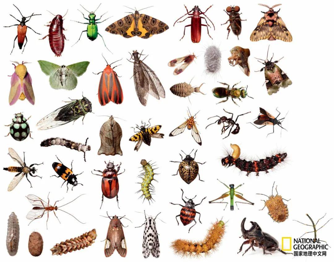 八种常见昆虫图片
