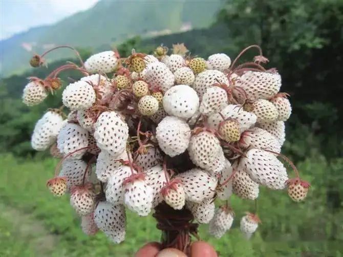 5月珍宝——康县野生白瓢子熟了!