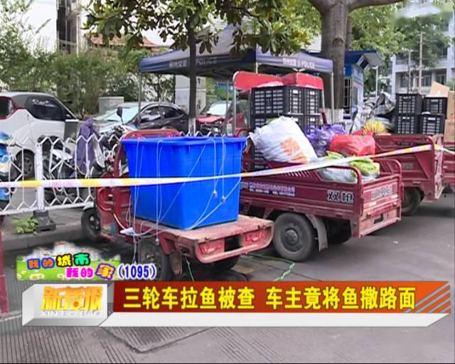 三輪車拉魚被查車主竟將魚撒路面