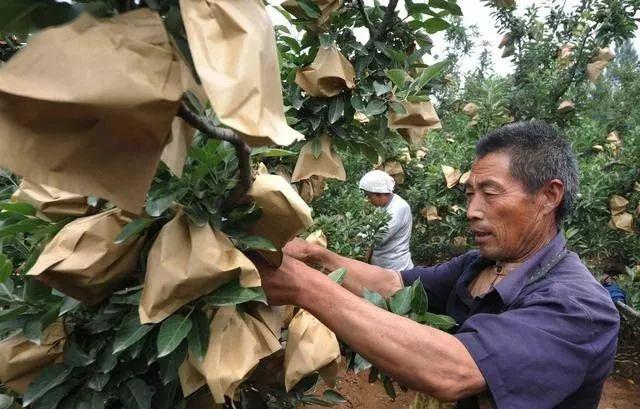 果树管理 唐老师果树管理