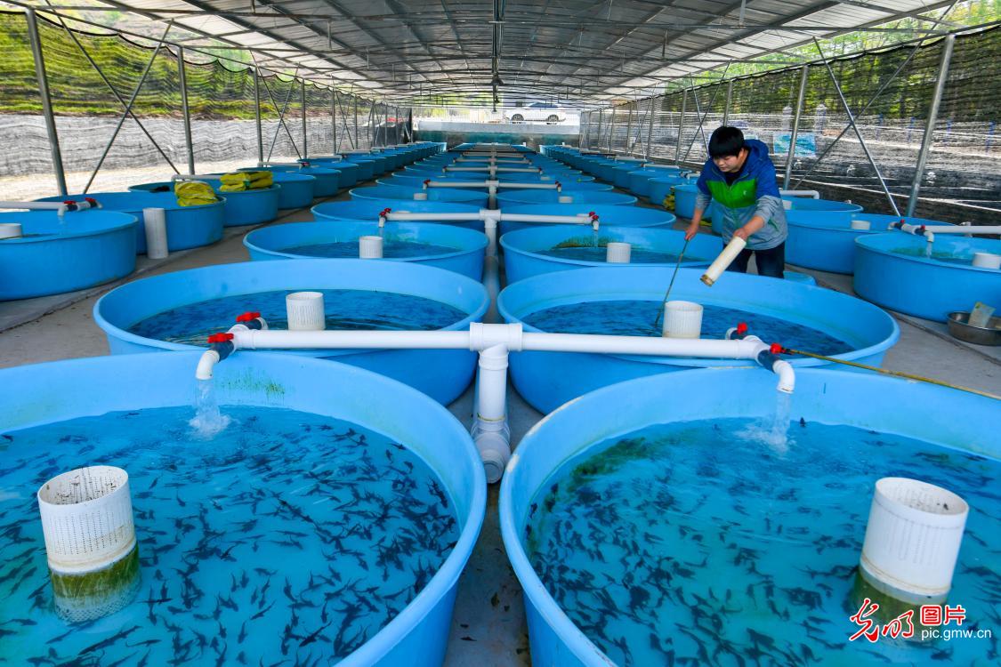 大棚高密度养殖淡水鱼图片