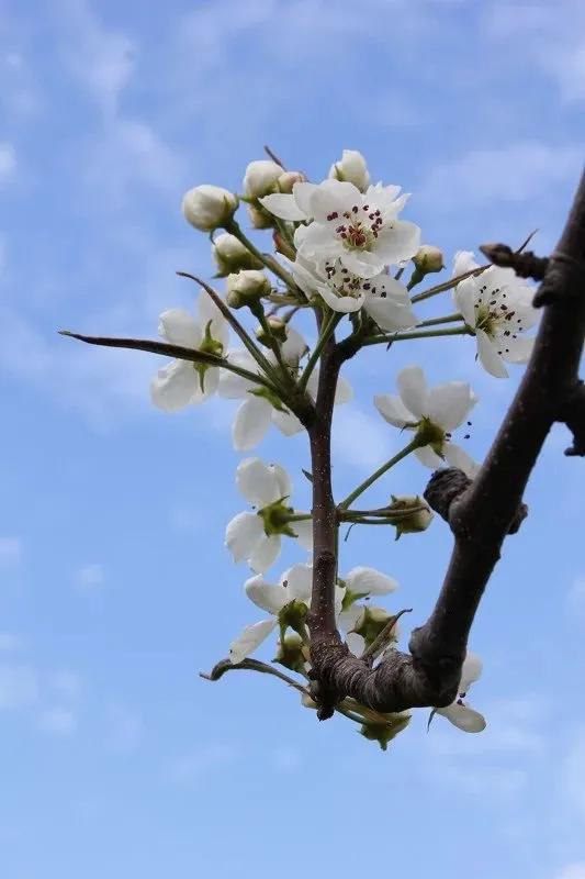 延边的苹果梨花开了龙井敦化珲春让你一次看个够延边州文广旅局昨天