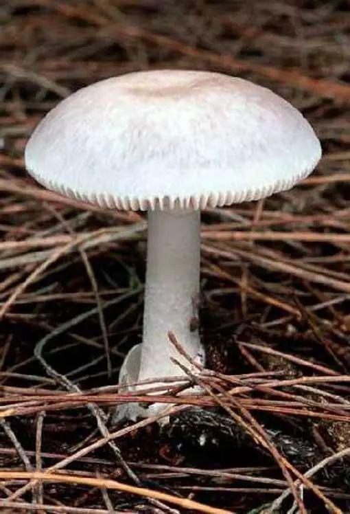 漂亮的野蘑菇才有毒?错!外貌平凡也能把你毒得七荤八素
