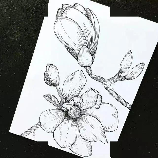 26幅手绘精选8张彩绘18张黑白针管笔手绘勾起我的临摹欲