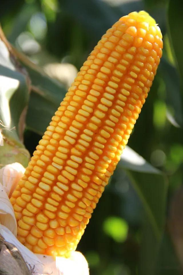 高耐热害,高抗倒伏玉米新品种,39℃以上不花粒,不秃尖