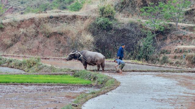 脚踩泥巴 伸手插秧:原始农耕的画面 你还记得吗?_水田
