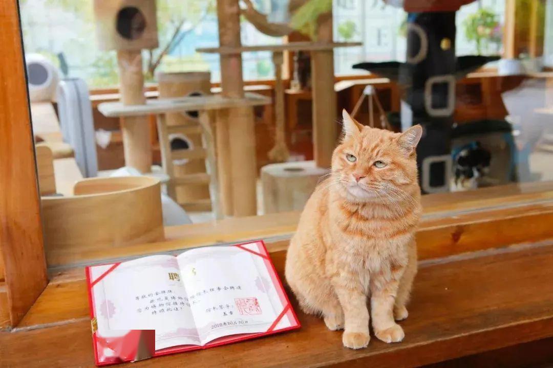 宠物趣闻丨猫咪博物馆,除了故宫,还有一个.