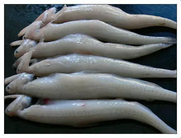 葵潭人喜欢吃的鱼叫什么名字呢?这里有写!_潮汕