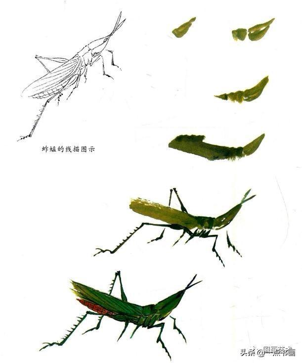 写意草虫画法教程——蚱蜢的画法步骤