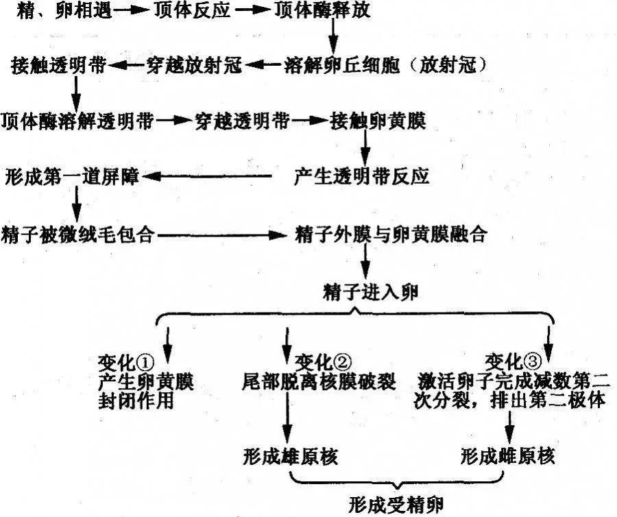 高中生物选修三胚胎工程重要知识汇总,送给高二同学!