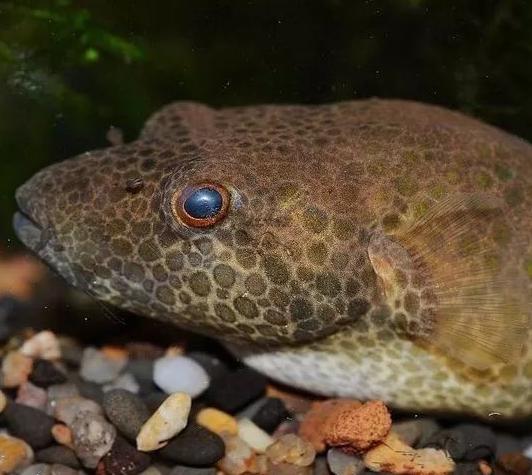 每日一鱼 | 哈雷狗头:体背侧密布暗褐色圆斑