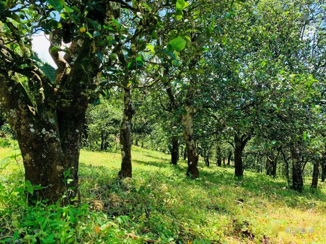 冰岛地界好茶无界