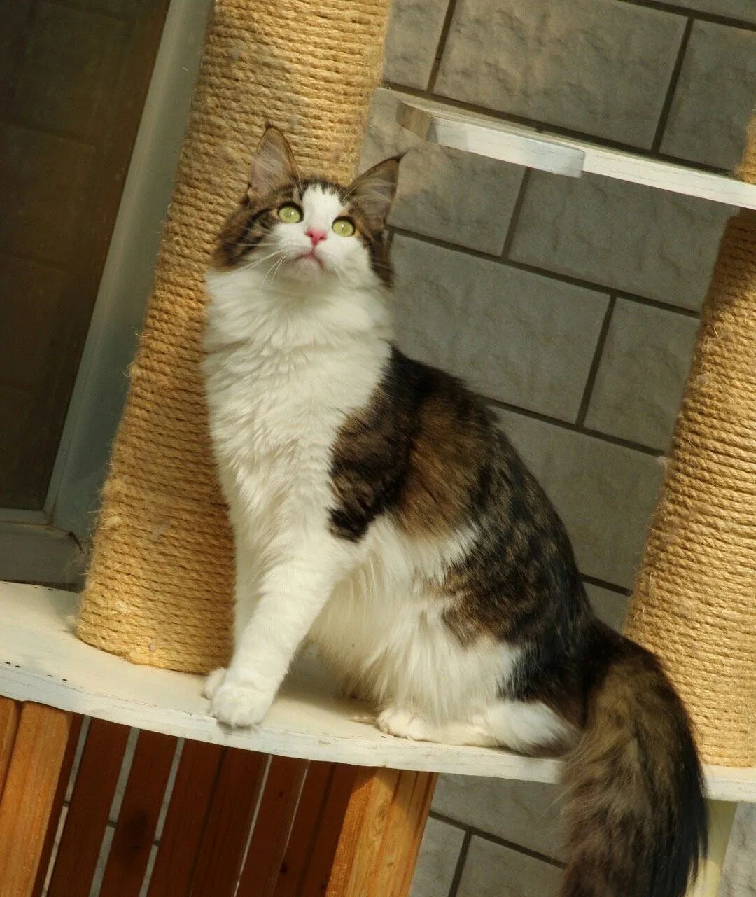 你知道体型巨大的宠物猫有那些