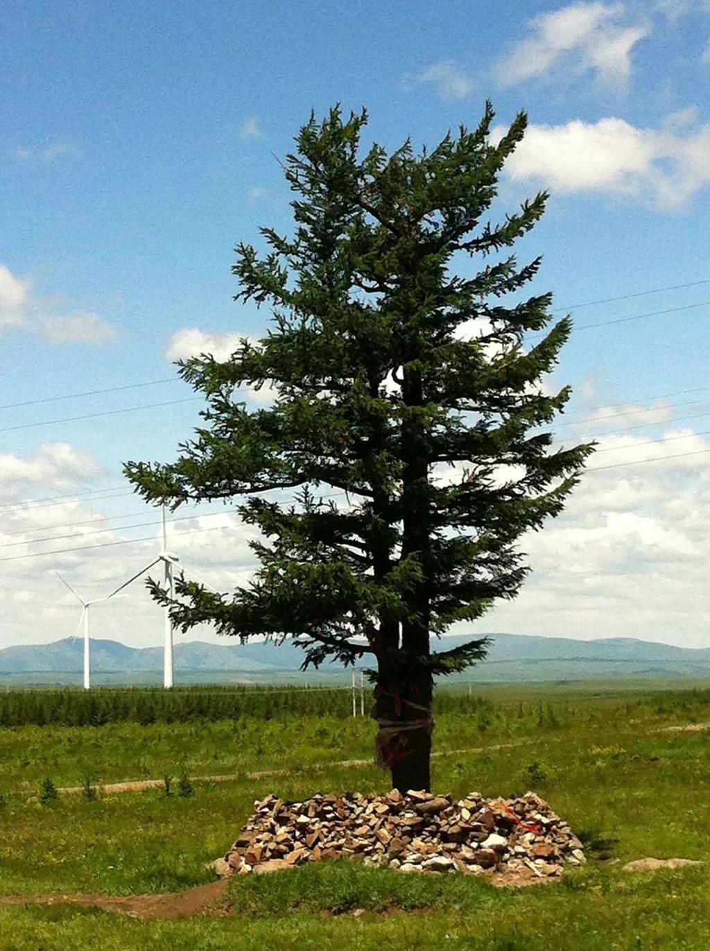 区相比,与塞罕坝国家森林公园它被塞罕坝创业者骄傲地称为"功勋树"