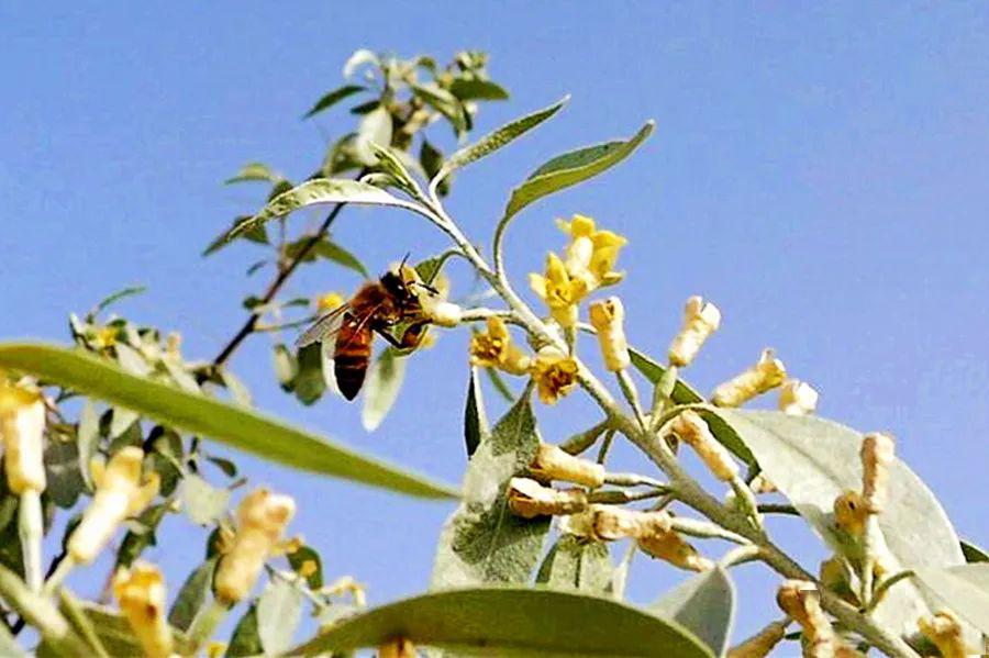 河口村首届沙枣花节 简介篇丨关于沙枣,那些你不知道的事儿