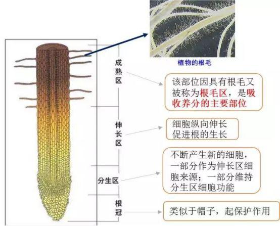 根是如何吸收养分的?_根系