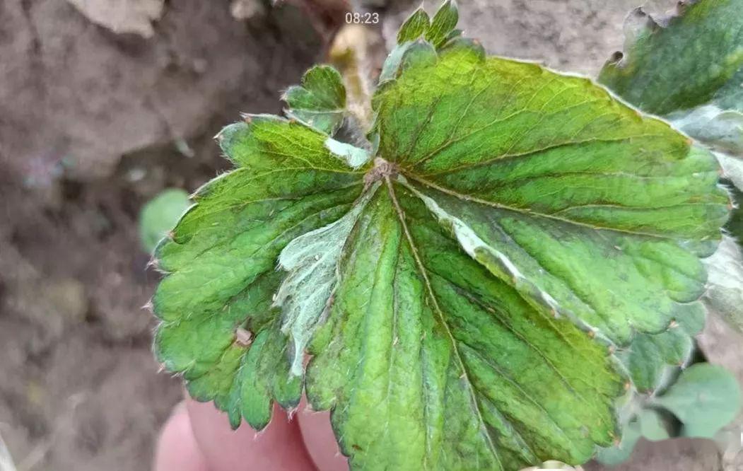 危害草莓的第一大害虫