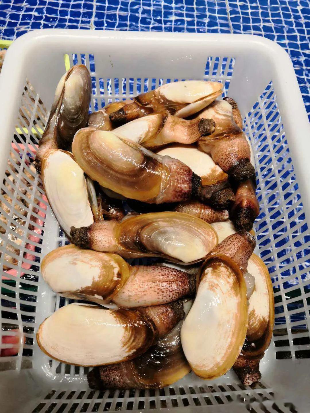 受休渔影响较小,牡蛎,扇贝,玉螺,杂螺等货源充足,来自南海的象鼻蛏