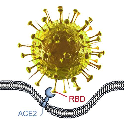 新冠病毒RBD图片