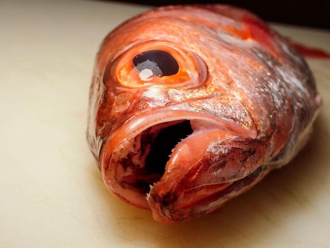 赤鯥鱼是日本的高级鱼之一,鱼皮呈红色,与喜知次并称两大高级红皮鱼.